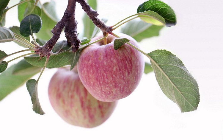 ветка, макро, яблоки, branch, macro, apples