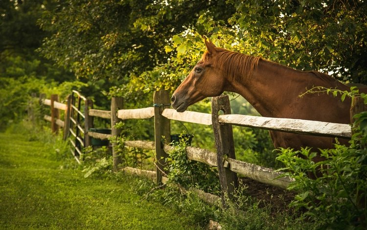 лошадь, деревья, лето, забор, ограда, horse, trees, summer, the fence, fence