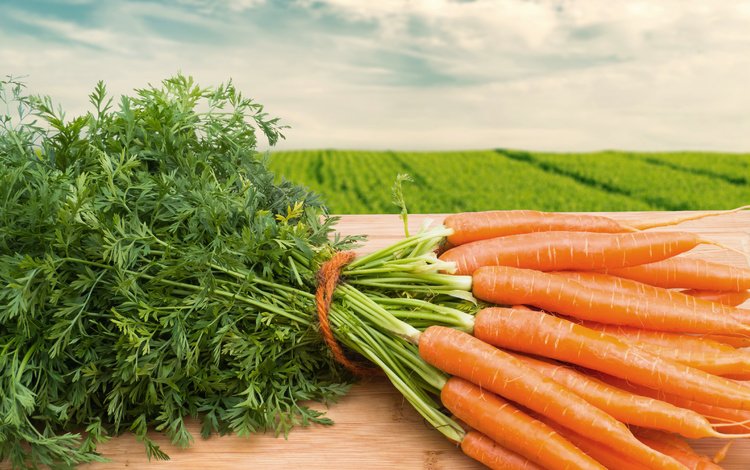 морковь, морковное поле, young carrots, carrots, carrot field