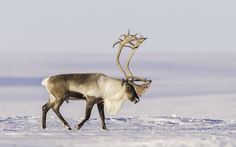 снег, олень, рога, тундра, северный, snow, deer, horns, tundra, north