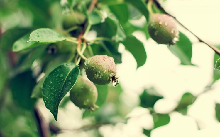 природа, лето, фрукты, дождь, груши, зеленые ветви, nature, summer, fruit, rain, pear, green branches