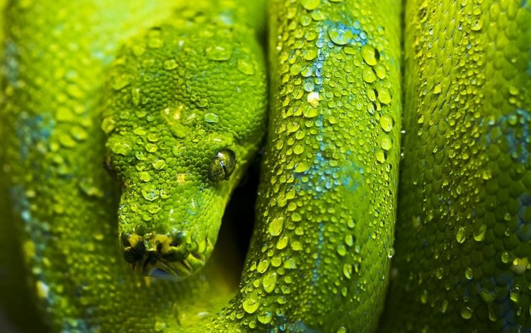 зелёный, змея, чешуя, голова, green, snake, scales, head