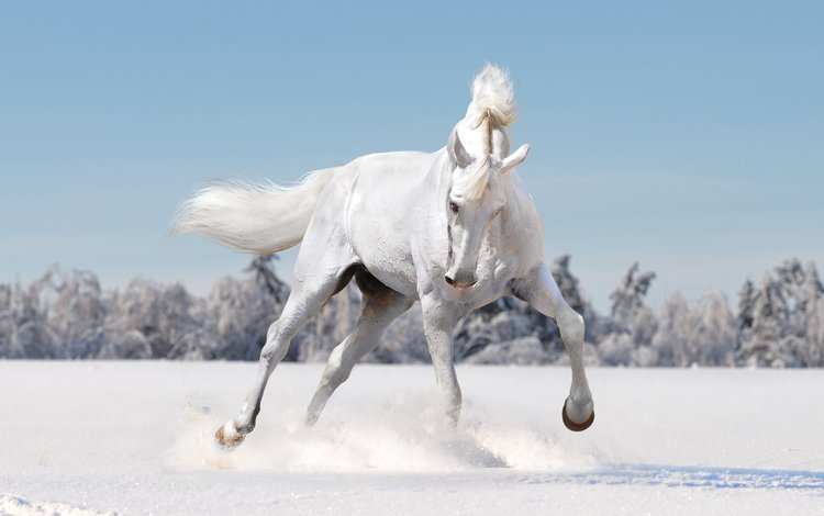 лошадь, снег, зима, поле, белый, конь, horse, snow, winter, field, white