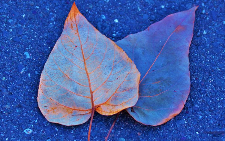 листья, краски, осень, асфальт, leaves, paint, autumn, asphalt