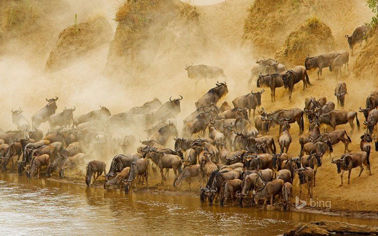 река, африка, антилопа, кения, антилопа гну, masai mara national reserve, масаи мара, гну, river, africa, antelope, kenya, wildebeest, masai mara, gnu