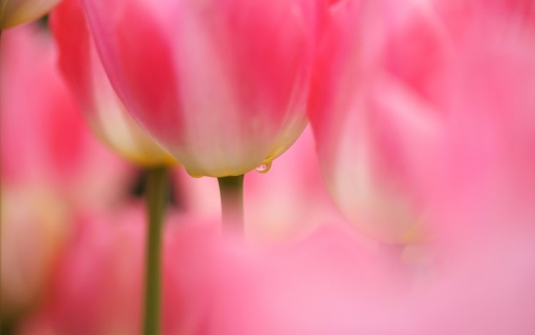 фокус камеры, макро, капля, тюльпаны, розовые, много, the focus of the camera, macro, drop, tulips, pink, a lot