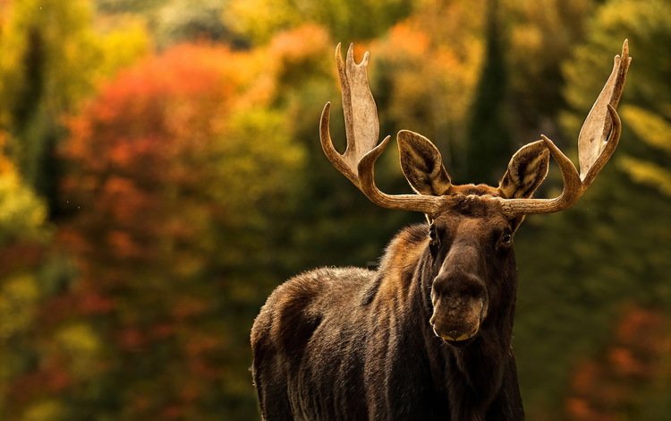 природа, фон, лось, nature, background, moose
