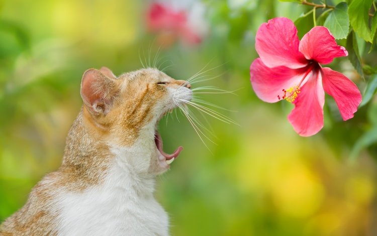 фон, цветок, кот, кошка, зевает, background, flower, cat, yawns
