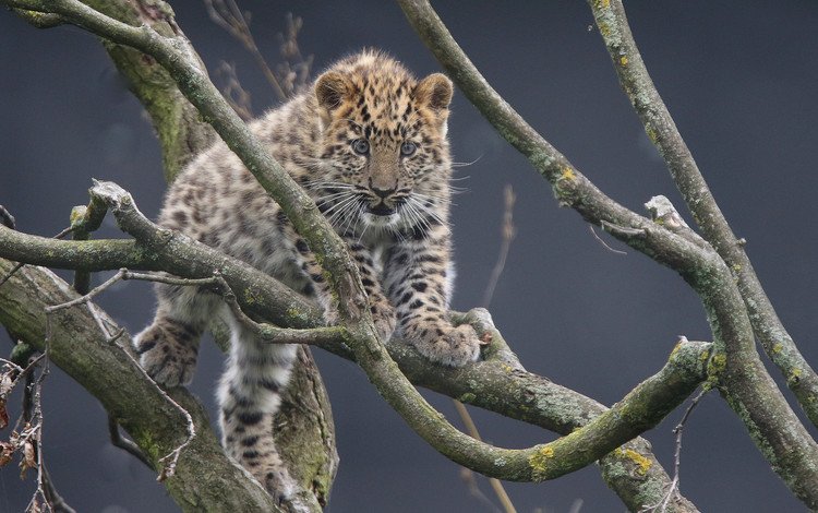 ветки, котенок, леопард, детеныш, дальневосточный леопард, амурский леопард, branches, kitty, leopard, cub, the far eastern leopard, the amur leopard