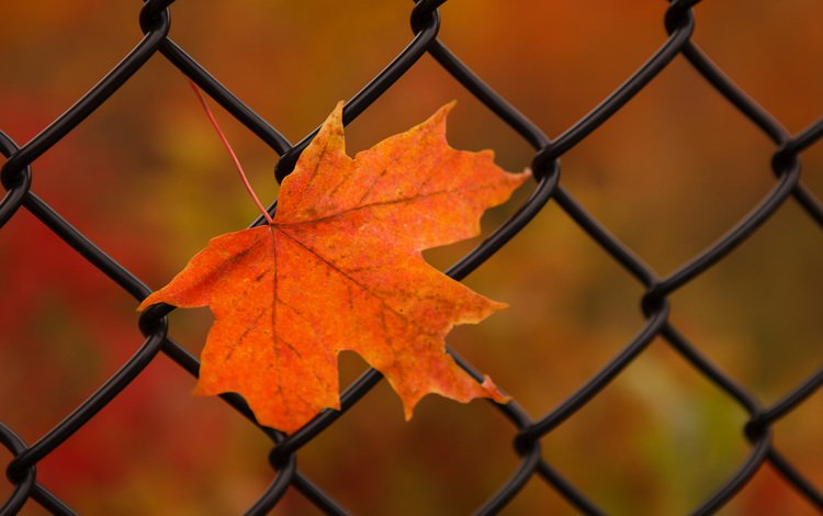 природа, осень, лист, сетка, nature, autumn, sheet, mesh