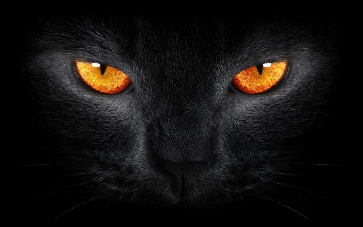 глаза, кот, кошка, взгляд, черный фон, блака, черный кот, eyes, cat, look, black background, black, black cat