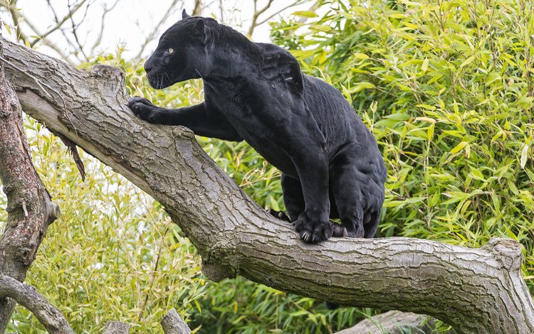 дерево, кошка, черный, ягуар, пантера, ©tambako the jaguar, tree, cat, black, jaguar, panther