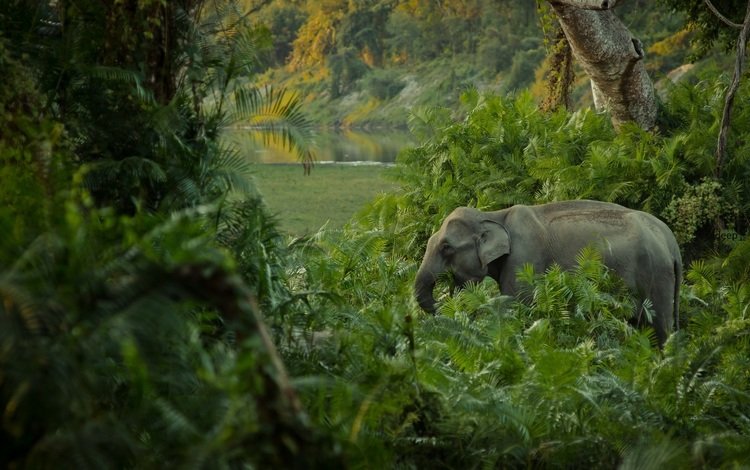 слон, джунгли, заросли, elephant, jungle, thickets