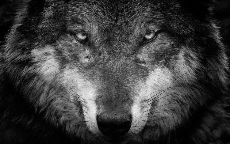 фон, взгляд, чёрно-белое, хищник, волк, iook, background, look, black and white, predator, wolf