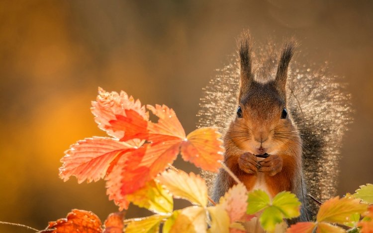 листья, осень, животное, белка, грызун, leaves, autumn, animal, protein, rodent