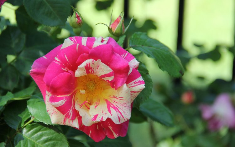 цветение, роза, бутон, желто-розовая, flowering, rose, bud, yellow-pink