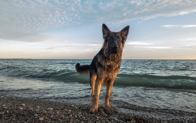 озеро, море, пляж, взгляд, собака, немецкая овчарка, cобака, хайди, evidence, lake, sea, beach, look, dog, german shepherd, heidi