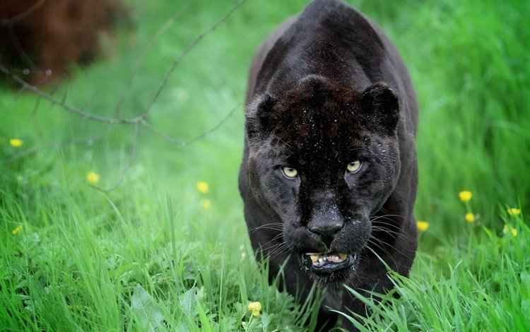 морда, хищник, ягуар, пантера, дикая кошка, face, predator, jaguar, panther, wild cat