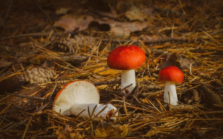 природа, осень, грибы, nature, autumn, mushrooms