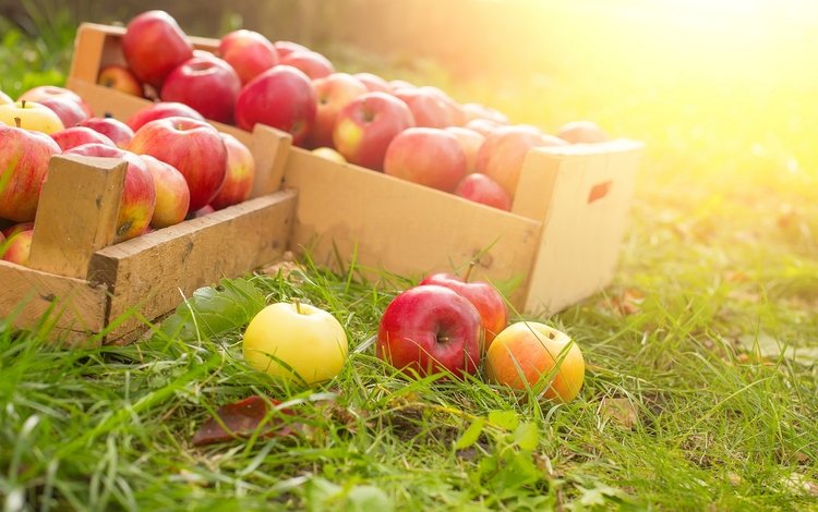 трава, фрукты, яблоки, ящики, спелые, сбор урожай, grass, fruit, apples, boxes, ripe, harvest harvest