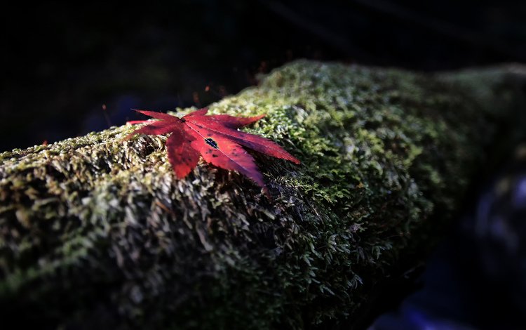 дерево, кленовый, фокус камеры, осень, красный, лист, мох, ствол, кора, tree, maple, the focus of the camera, autumn, red, sheet, moss, trunk, bark