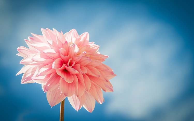 цветок, лепестки, розовый, голубой фон, георгин, flower, petals, pink, blue background, dahlia
