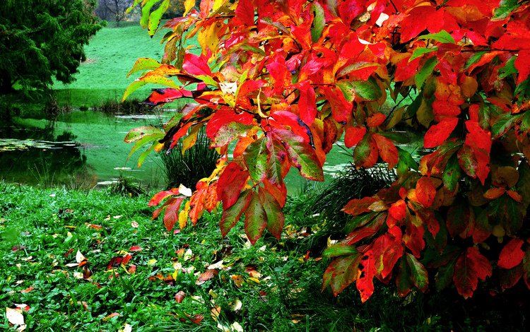 трава, листья, осень, пруд, куст, grass, leaves, autumn, pond, bush