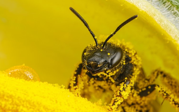 цветок, пчела, пыльца, flower, bee, pollen