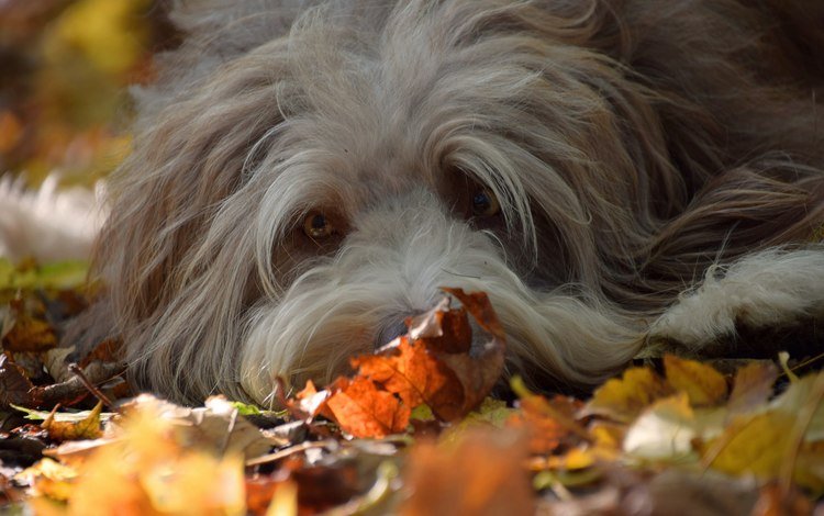 взгляд, осень, собака, друг, look, autumn, dog, each