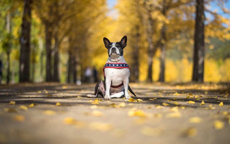 взгляд, осень, собака, друг, бостон-терьер, look, autumn, dog, each, boston terrier
