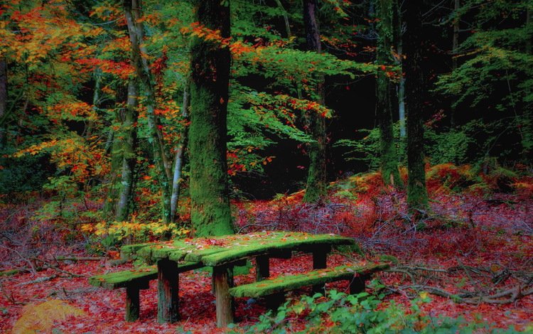 лес, осень, скамья, forest, autumn, bench