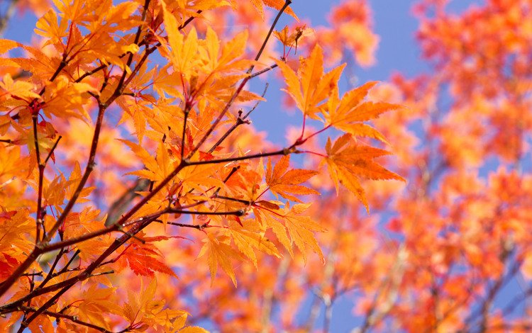 небо, листья, ветки, осень, the sky, leaves, branches, autumn