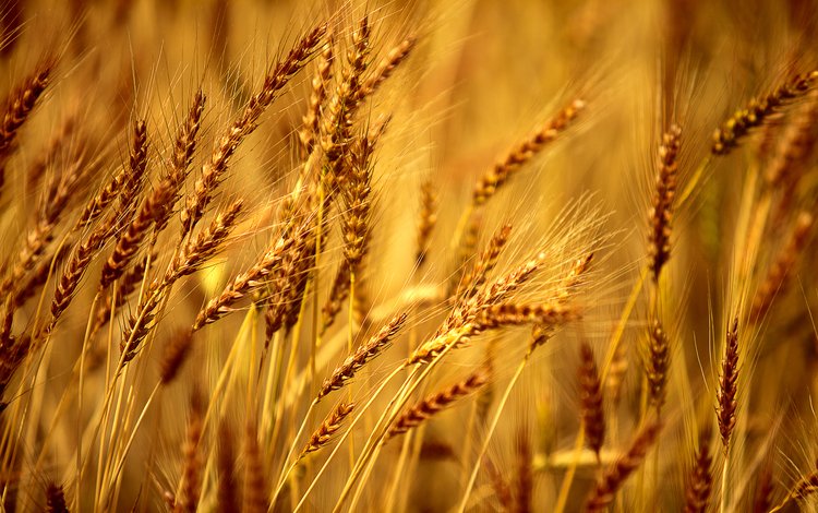 желтый, макро, колосья, пшеница, ячмень, yellow, macro, ears, wheat, barley