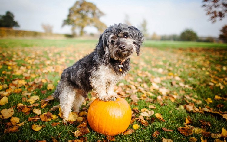 взгляд, собака, друг, тыква, look, dog, each, pumpkin