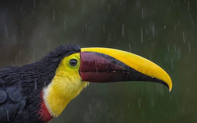 птица, тукан, клюв, дождь, коричневоспинный тукан, bird, toucan, beak, rain, korichnevoy toucan