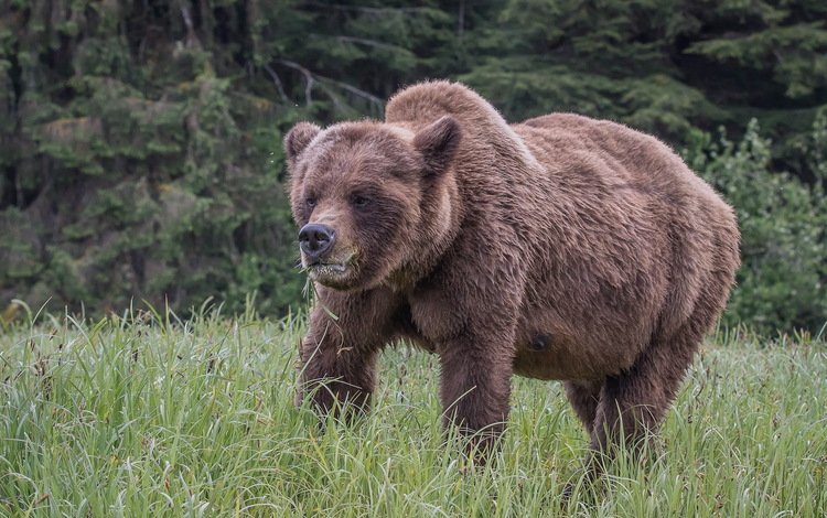 природа, медведь, медвед, гризли, nature, bear, grizzly