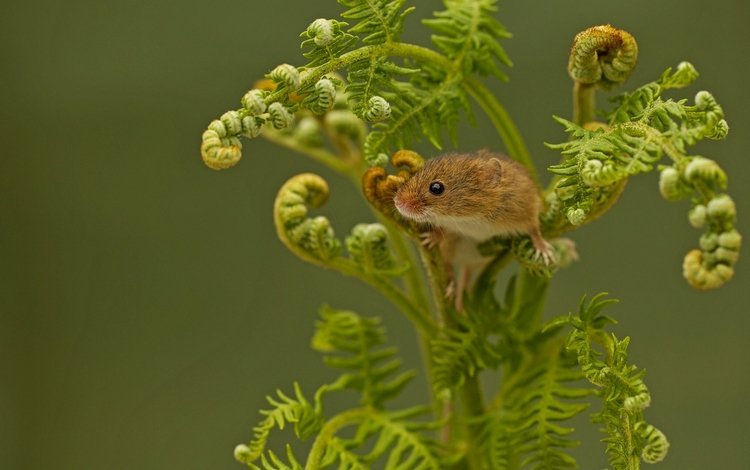 папоротник, мышка, harvest mouse, мышь-малютка, fern, mouse, the mouse is tiny