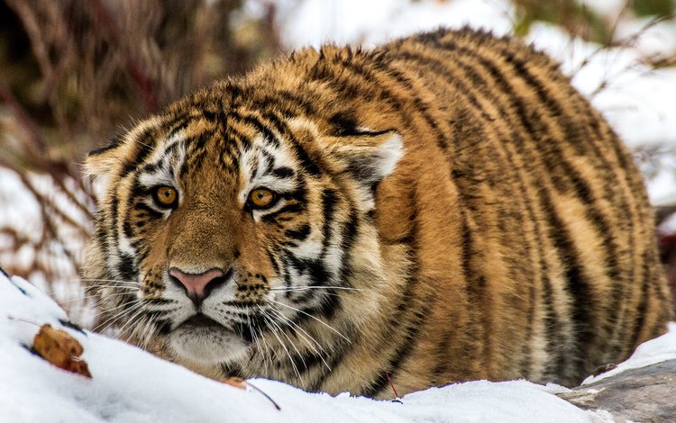 тигр, снег, взгляд, tiger, snow, look