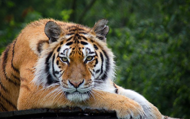 тигр, дерево, взгляд, отдых, красавец, tiger, tree, look, stay, handsome