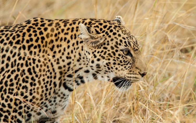 морда, трава, леопард, хищник, профиль, дикая кошка, face, grass, leopard, predator, profile, wild cat