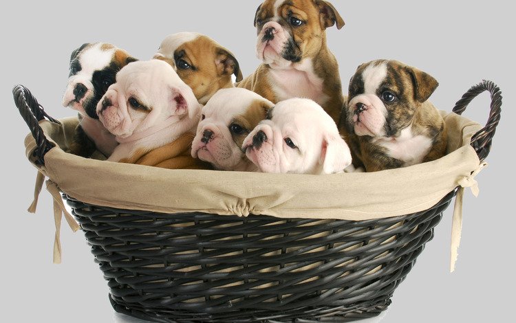 щенок, корзина, малыш, собаки, английский бульдог, щенята, puppy, basket, baby, dogs, english bulldog