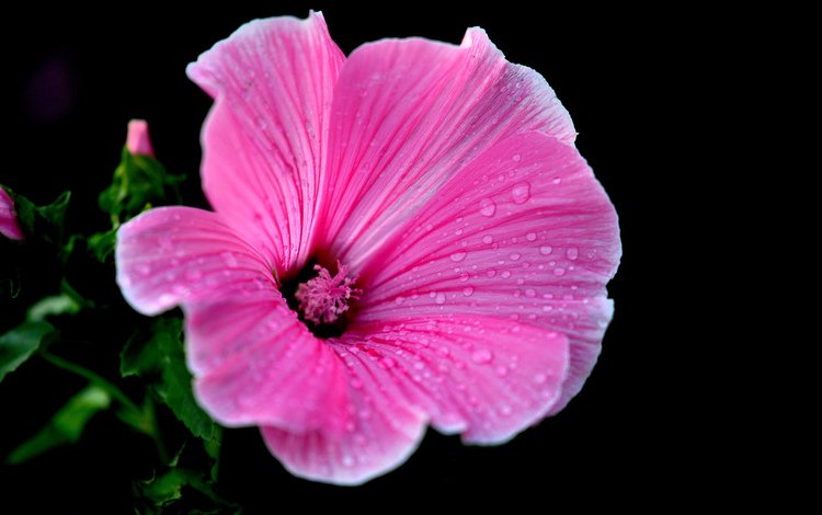цветок, роса, капли, лепестки, розовый, растение, лаватера, flower, rosa, drops, petals, pink, plant, lavatera