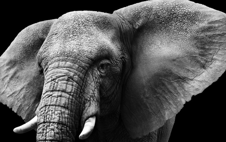 слон, чёрно-белое, колосья, уши, слоновая кость, бивни, elephant, black and white, ears, ivory, tusks