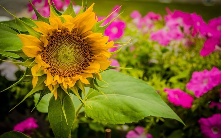 желтый, лето, подсолнух, yellow, summer, sunflower