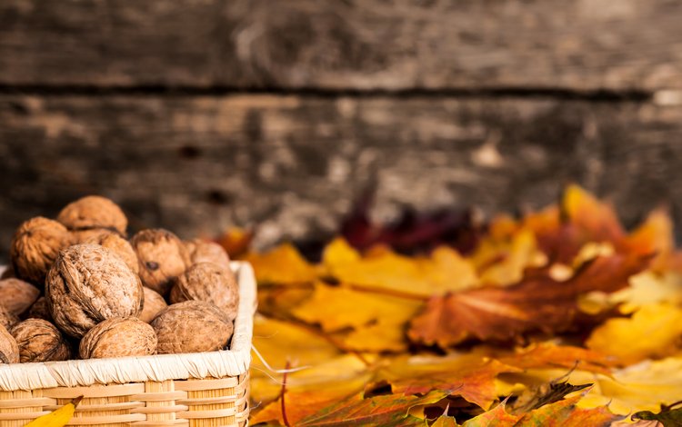 листья, осень, грецкий орех, leaves, autumn, walnut