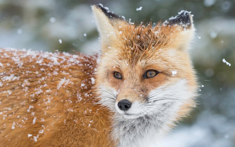 снег, зима, лиса, лис, snow, winter, fox