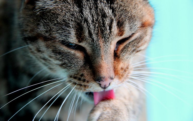 кот, мордочка, усы, кошка, язык, лапа, моется, cat, muzzle, mustache, language, paw, to clean