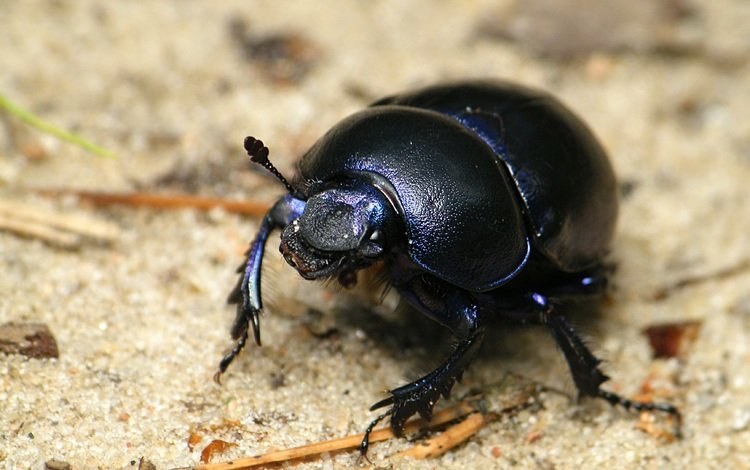 жук, насекомое, черный, блака, beetle, insect, black