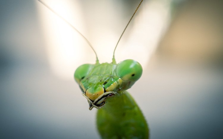 зелёный, макро, насекомое, богомол, голова, green, macro, insect, mantis, head