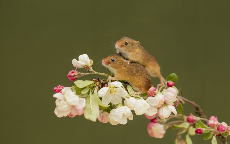ветка, парочка, цветки, мышки, harvest mouse, мышь-малютка, branch, a couple, flowers, mouse, the mouse is tiny